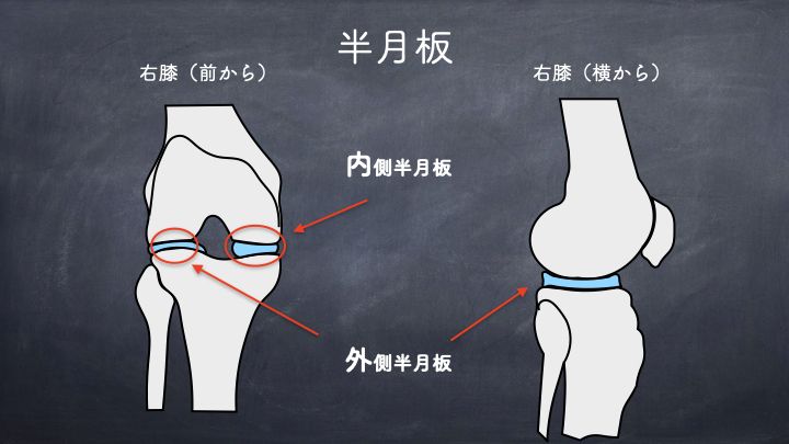 半月板概要